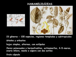 HAMAMELIDÁCEAS 23 géneros - 100 especies, regiones templadas y subtropicales árboles y arbustos hojas simples, alternas, con estípulas flores unisexuales o hermafroditas, actinomorfas, 4-5-meras, ovario ínfero, medio o súpero con dos estilos fruto cápsula 