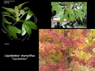 Liquidambar styraciflua  “liquidambar” Clave 
