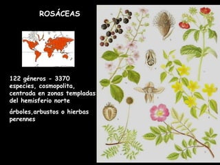 122 géneros - 3370 especies, cosmopolita, centrada en zonas templadas del hemisferio norte árboles,arbustos o hierbas perennes ROSÁCEAS 