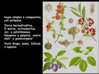 hojas simples o compuestas, con estípulas flores hermafroditas,  5-meras, actinomorfas, iso- a polistémonas, hipoginas a epiginas, ovario diali- a gamocarpelar fruto drupa, pomo, folículo o aquenio  