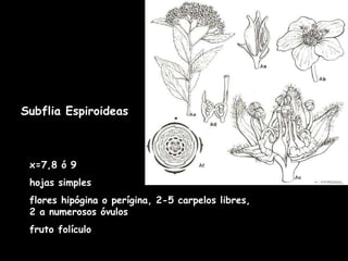 x=7,8 ó 9 hojas simples  flores hipógina o perígina, 2-5 carpelos libres, 2 a numerosos óvulos fruto folículo  Subflia Espiroideas 
