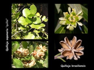 Quillaja brasiliensis Quillaja saponaria  “quillai” 