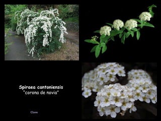 Spiraea cantoniensis  “corona de novia” Clave 