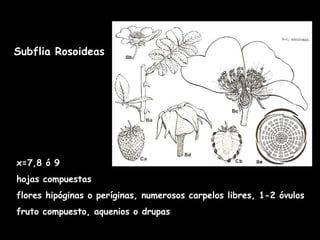 Subflia Rosoideas x=7,8 ó 9 hojas compuestas flores hipóginas o períginas, numerosos carpelos libres, 1-2 óvulos fruto compuesto, aquenios o drupas  
