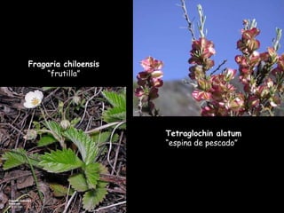 Fragaria chiloensis  “frutilla” Tetraglochin alatum  “espina de pescado” 