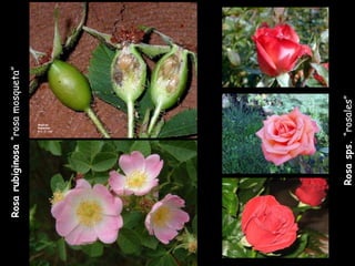 Rosa rubiginosa  “rosa mosqueta” Rosa sps.  “rosales” 