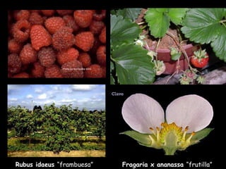 Rubus idaeus  “frambuesa” Fragaria x ananassa  “frutilla” Clave 