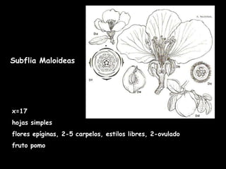 Subflia Maloideas x=17 hojas simples  flores epíginas, 2-5 carpelos, estilos libres, 2-ovulado fruto pomo  