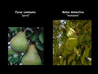 Malus domestica  “manzano” Pyrus communis  “peral” 