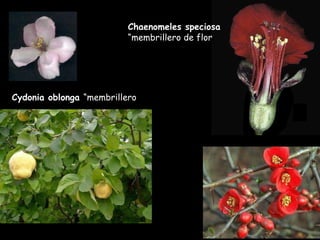 Cydonia oblonga  “membrillero Chaenomeles speciosa  “membrillero de flor 