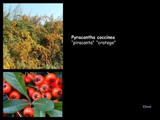 Pyracantha coccinea  “piracanta”   “cratego” Clave 
