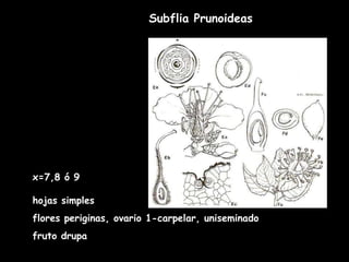 Subflia Prunoideas x=7,8 ó 9 hojas simples flores periginas, ovario 1-carpelar, uniseminado fruto drupa  