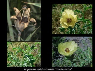 Argemone subfusiformis  “cardo santo” 