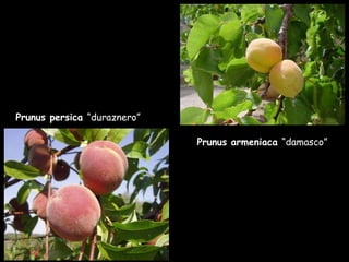 Prunus persica  “duraznero” Prunus armeniaca  “damasco” 