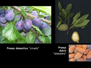 Prunus domestica  “ciruelo” Prunus dulcis  “almendro” 