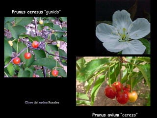 Prunus avium  “cerezo” Prunus cerasus  “gunido” Clave  del  orden  Rosales  