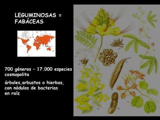 LEGUMINOSAS = FABÁCEAS 700 géneros – 17.000 especies cosmopolita árboles,arbustos o hierbas,  con nódulos de bacterias  en raíz 