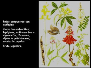 hojas compuestas con estípulas flores hermafroditas, hipóginas, actinomorfas o cigomorfas, 5-meras, diplo- a polistémonas, ovario 1-carpelar fruto legumbre 
