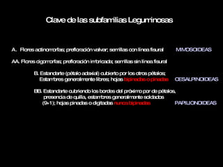 Clave de las subfamilias Leguminosas Flores actinomorfas; prefloración valvar; semillas con línea fisural  MIMOSOIDEAS AA. Flores cigomorfas; prefloración imbricada; semillas sin línea fisural B. Estandarte (pétalo adaxial) cubierto por los otros pétalos;      Estambres generalmente libres; hojas  bipinadas o pinadas  CESALPINOIDEAS BB. Estandarte cubriendo los bordes del próximo por de pétalos,    presencia de quilla, estambres generalmente soldados    (9+1); hojas pinadas o digitadas  nunca bipinadas   PAPILIONOIDEAS 