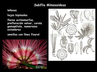 Subflia Mimosoideas leñosas hojas bipinadas flores actinomorfas, prefloración valvar, corola gamopétala, numerosos estambres semillas con línea fisural 