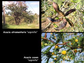 Acacia caven  “espinillo” Acacia atramentaria  “espinillo” 