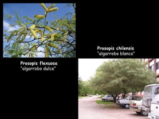 Prosopis flexuosa  “algarrobo dulce” Prosopis chilensis  “algarrobo blanco” 