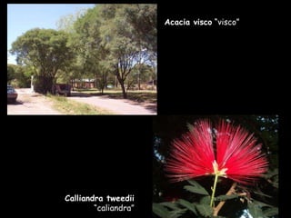 Acacia visco  “visco” Calliandra tweedii  “caliandra” 