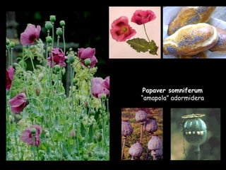 Papaver somniferum  “amapola” adormidera 