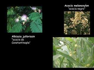 Acacia melanoxylon  “acacia negra” Albizzia julibrissin “ acacia de Constantinopla” 