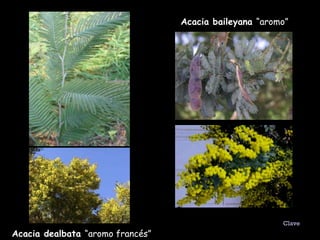 Acacia dealbata  “aromo francés” Acacia baileyana  “aromo” Clave 