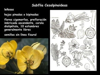 Subflia Cesalpinoideas leñosas hojas pinadas o bipinadas flores cigomorfas, prefloración imbricada ascendente, corola dialipétala, 10 estambres generalmente libres semillas sin línea fisural 