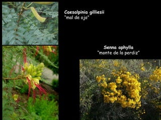 Caesalpinia gilliesii  “mal de ojo” Senna aphylla  “monte de la perdiz” 