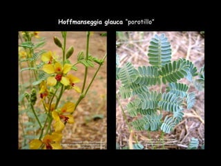 Hoffmanseggia glauca  “porotillo” 