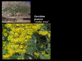 Cercidium praecox  “chañar brea” 