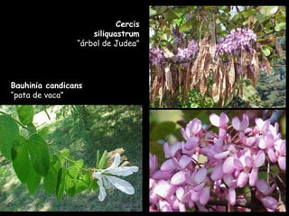 Bauhinia candicans  “pata de vaca” Cercis siliquastrum  “árbol de Judea” 