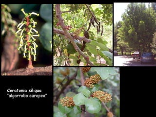 Ceratonia siliqua  “algarrobo europeo” 
