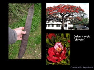 Delonix regia  “chivato”  Clave de la Flia. Leguminosas 