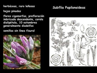 Subflia Papilonoideas herbáceas, raro leñosas hojas pinadas flores cigomorfas, prefloración imbricada descendente, corola dialipétala, 10 estambres generalmente diadelfos semillas sin línea fisural 