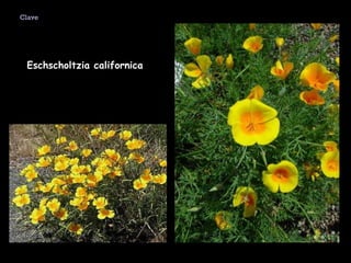 Eschscholtzia californica   Clave 