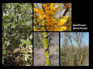 Geoffroea decorticans 