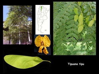 Tipuana tipu 