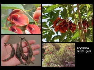 Erythrina crista-galli 