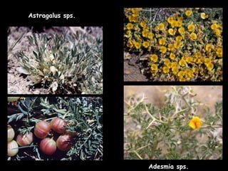 Astragalus sps. Adesmia sps. 