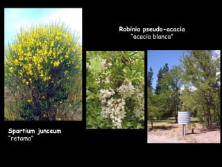 Robinia pseudo-acacia  “acacia blanca” Spartium junceum  “retama” 