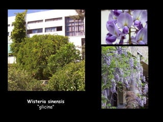 Wisteria sinensis  “glicina” 