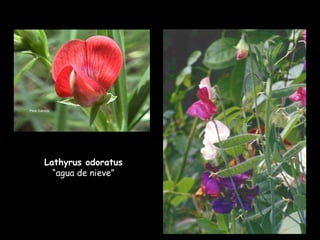 Lathyrus odoratus  “agua de nieve” 