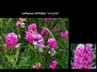 Lathyrus latifolius  “arvejilla” 