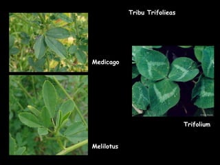 Tribu Trifolieas Medicago Trifolium Melilotus 