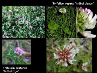 Trifolium repens  “trébol blanco” Trifolium pratense  “trébol rojo” 