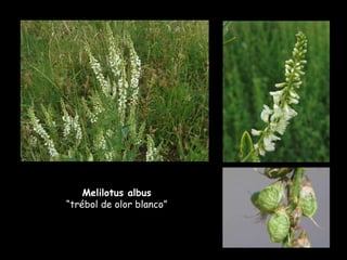 Melilotus albus  “trébol de olor blanco” 